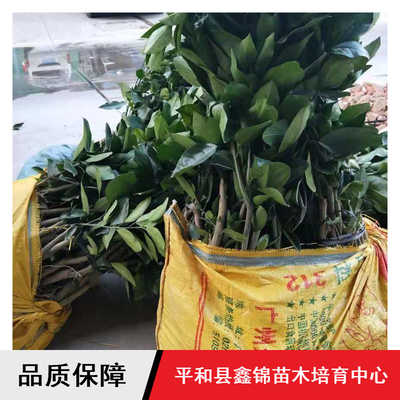 鑫錦純正蜜柚苗供應(yīng)與批發(fā)指南 紅心柚、三紅蜜柚、黃金蜜柚樹(shù)苗選購(gòu)全解析